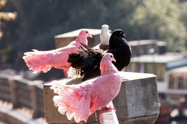 罗那敲响了 罗那敲响了