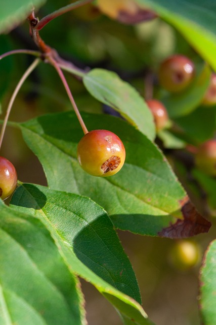 多么短暂 多么短暂