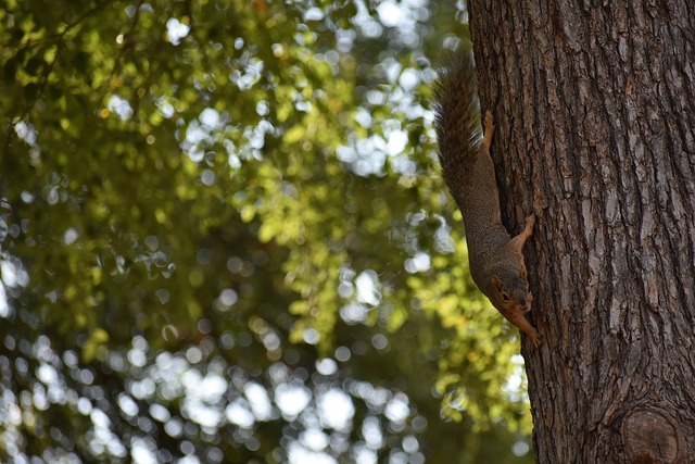以其出色的 以其出色的